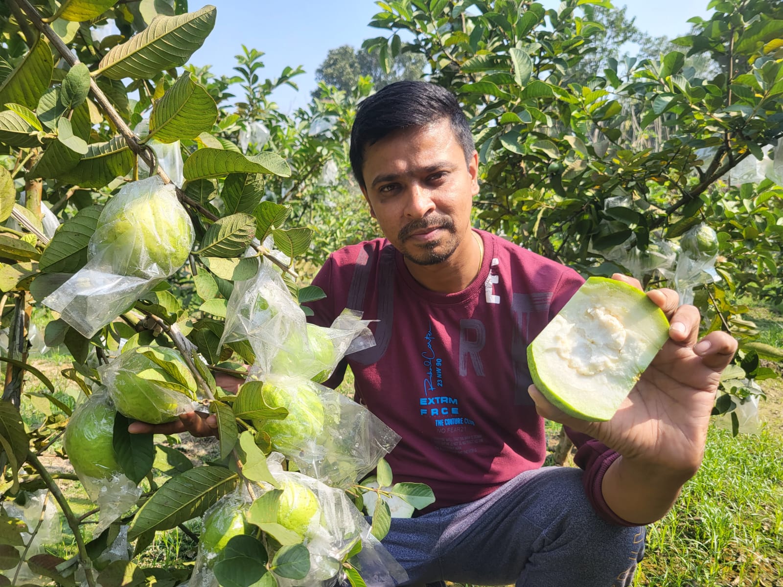 अमरूद की नई प्रजाति ‘गोल्डन-8’ ने बढ़ाई किसानों की उम्मीदें: